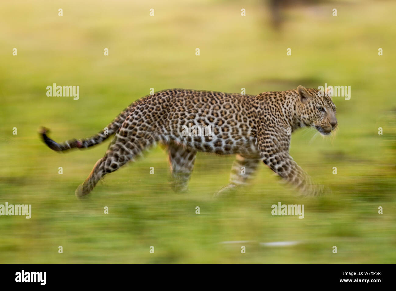 最終値下げ‼️*786　ヒョウ　ブロンズ像　RUNNING LEOPARD 🔥 ユキヒョウは最大50フィートもジャンプできるんだって！長い