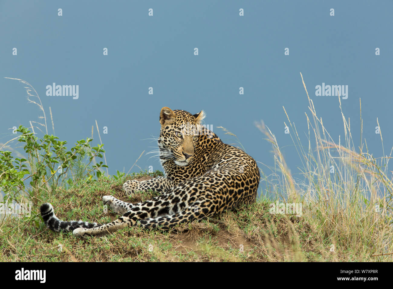 R Leopard Masai mara leopard lying hi-res stock photography and images - Alamy