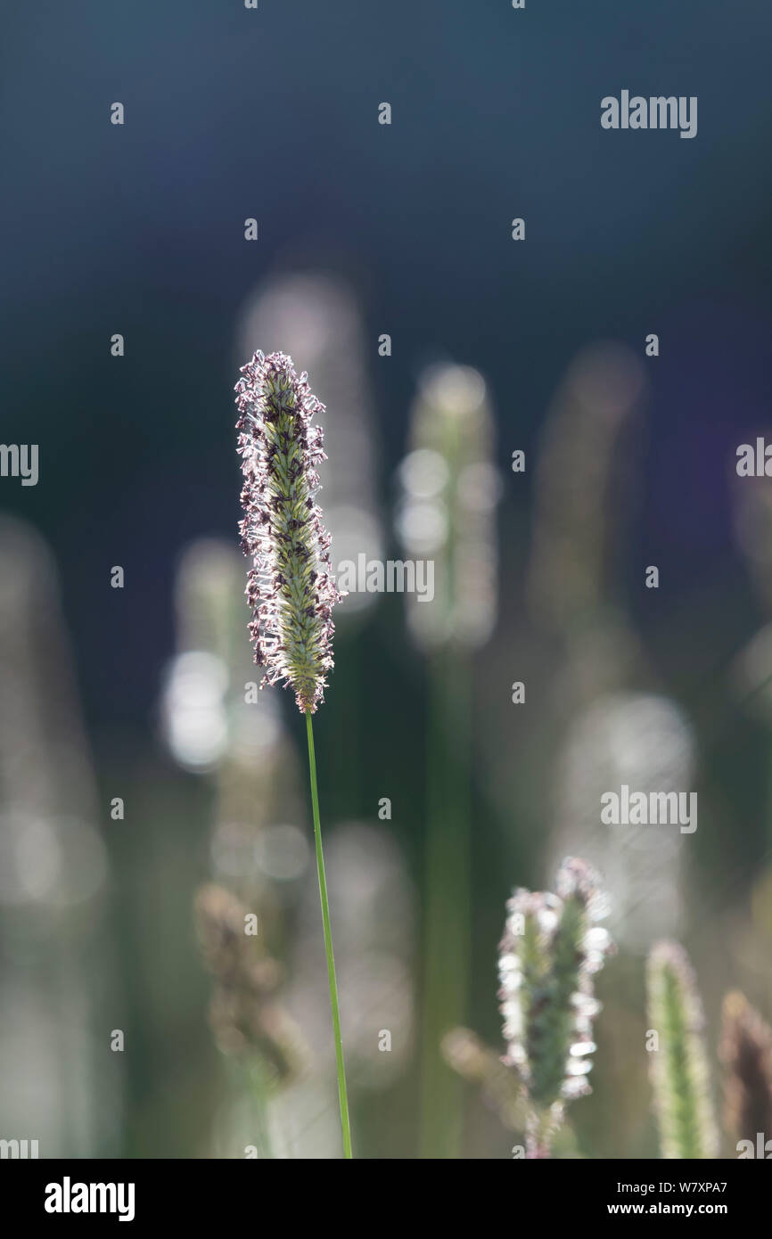 Detail of the Grass Meadow Foxtail (Alopecurus Geniculatus), Backlit Stock Photo