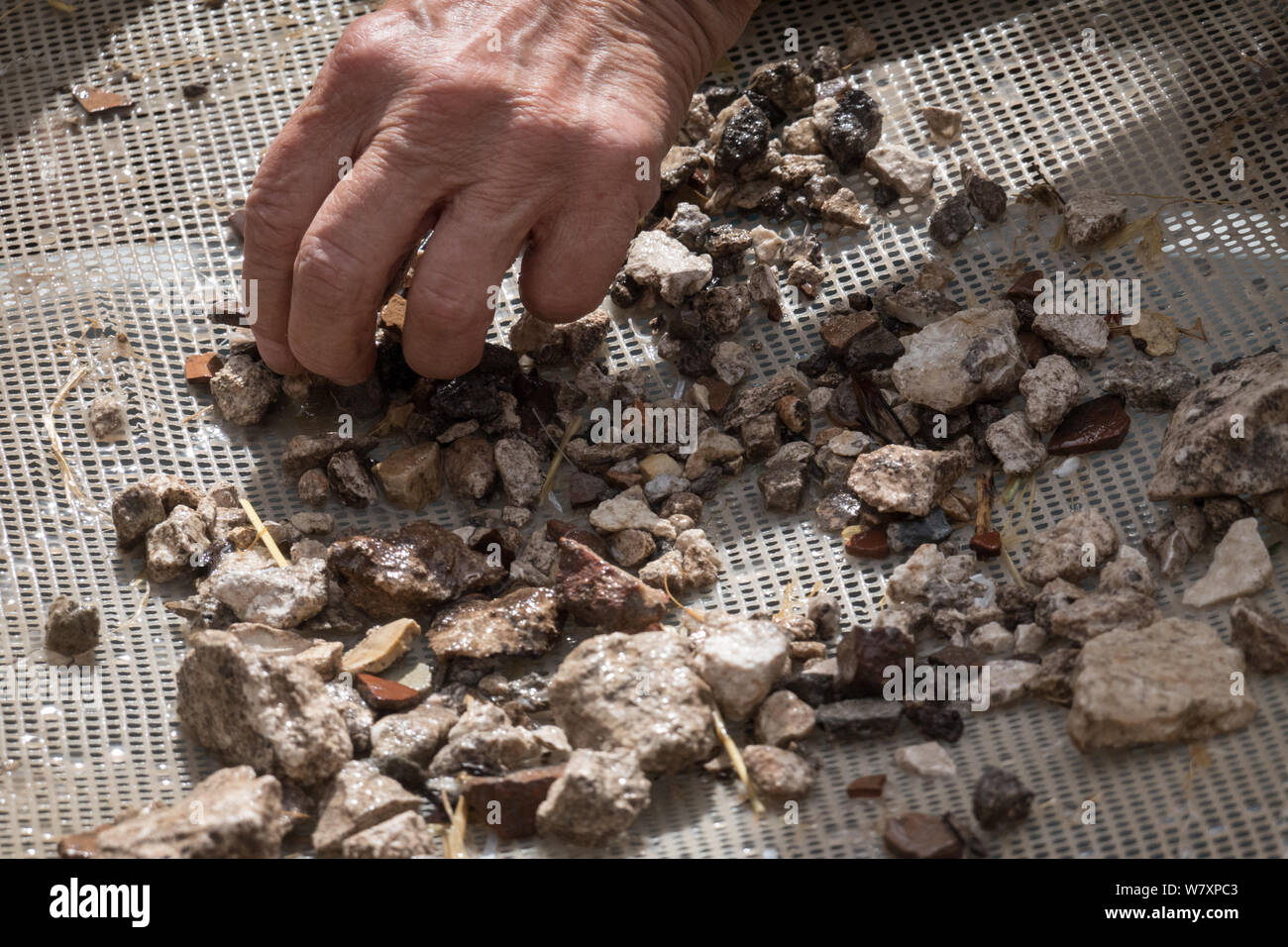 Jerusalem, Israel. 7th August, 2019. Visitors get first hand experience at the Emek Tzurim Temple Mount Sifting Project sifting through debris dug up by the Muslim Waqf on Temple Mount and dumped in the Kidron Valley. Numerous Second Temple archaeological remains have been discovered. Archaeologists accuse the Waqf of engaging in illegally destroying remains of Jewish buildings and artifacts in a deliberate attempt to erase historic Jewish links to the Temple Mount. Religious Jews are in the midst of observing the 'Three Weeks' or 'Bein HaMetzarim', a period of mourning over the destruction of Stock Photo
