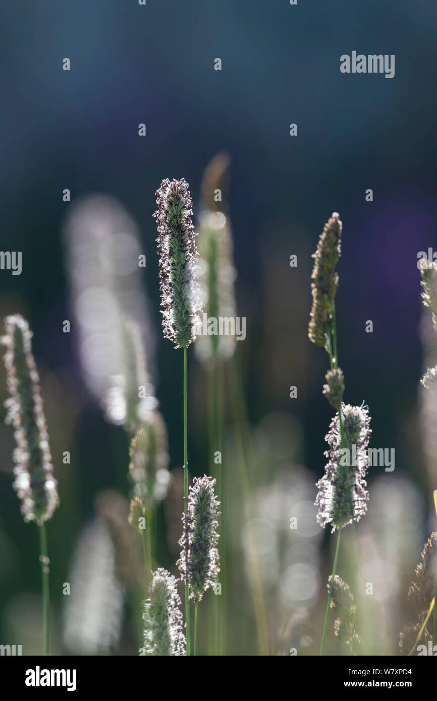 Detail of the Grass Meadow Foxtail (Alopecurus Geniculatus), Backlit Stock Photo