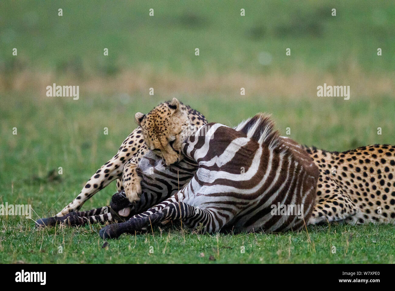 Cheetah Hunting Zebra