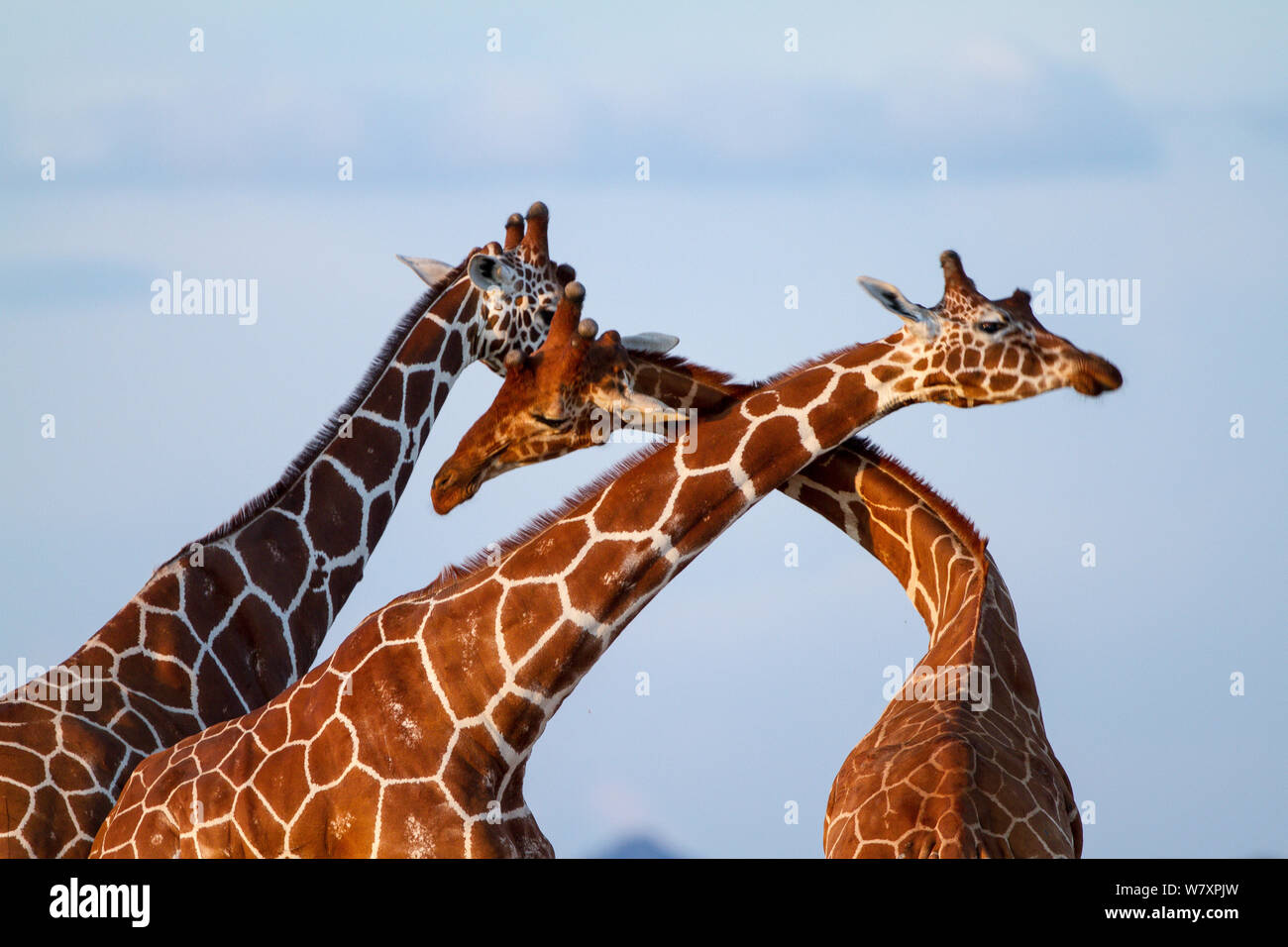 Reticulated giraffe (Giraffa camelopardalis reticulata) males fighting, Samburu game reserve, Kenya. Stock Photo