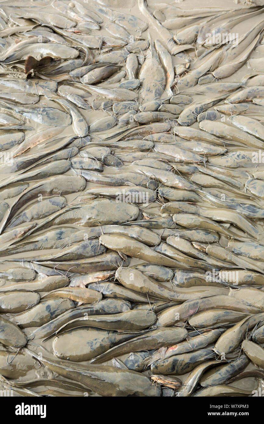Catfish africa hi-res stock photography and images - Alamy