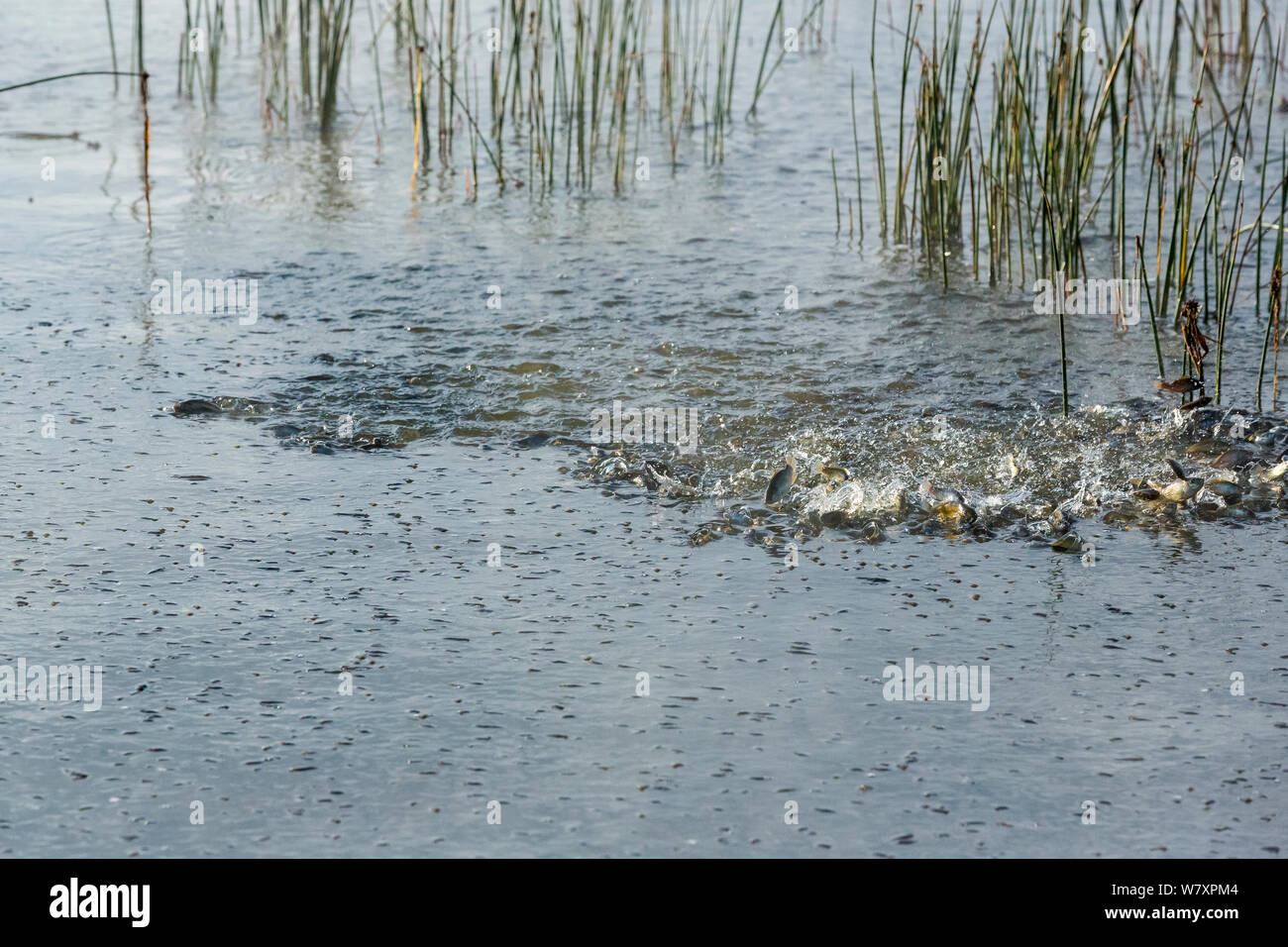 Large number of Tilapia (Alcolapia grahami) at surface due to the high level of the lake, Lake Nakuru, Nakuru National Park, Kenya. Vulnerable species, endemic to Lake Magadi, introduced to Lake Nakuru. Stock Photo