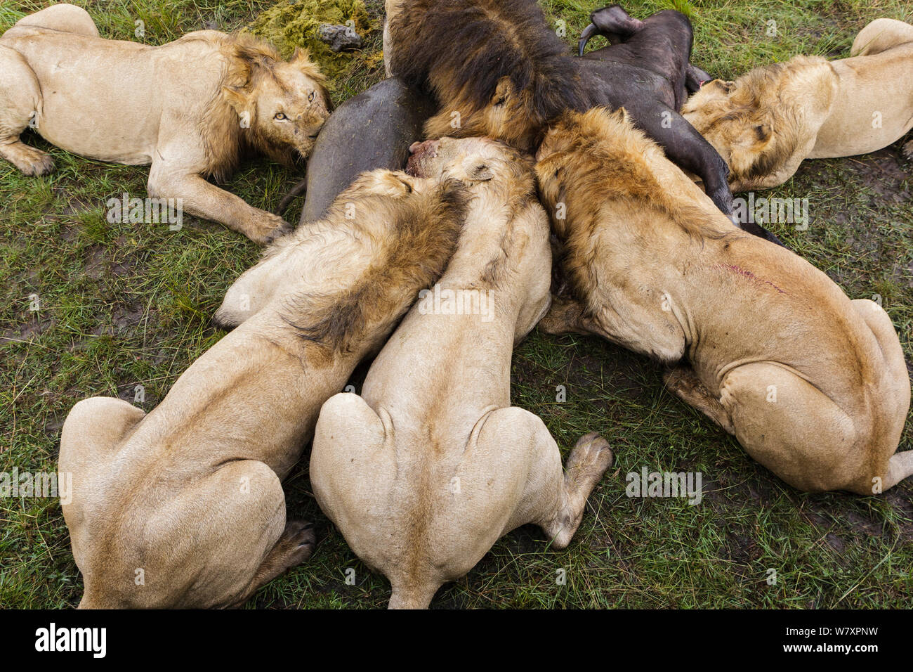 Group of male Lions (Panthera leo) feeding on Buffalo (Syncerus caffer) kill, Masai-Mara game reserve, Kenya. Stock Photo