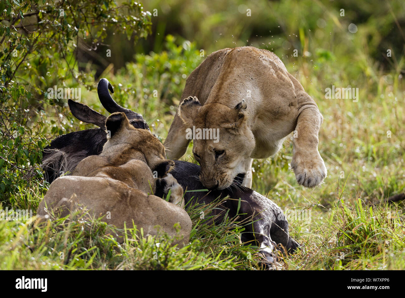 Lioness Killing Wildebeest Masai Mara High Resolution Stock Photography ...