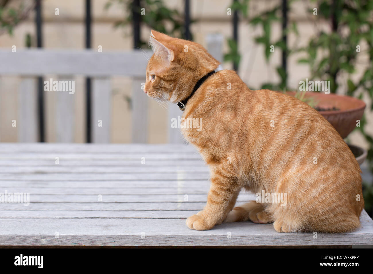 How old is 7 hotsell months in cat years