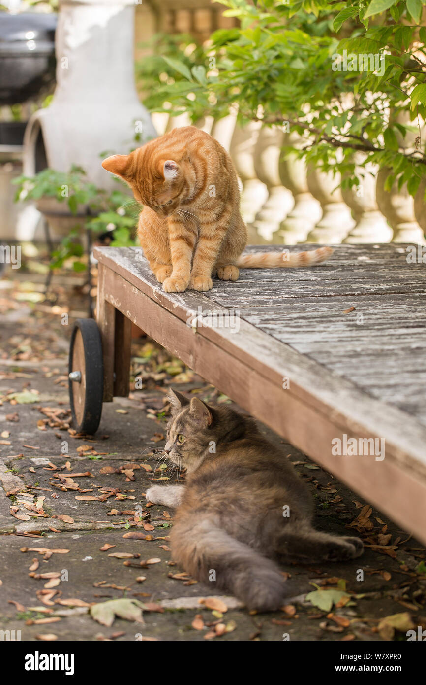 Domestic cat Felis catus ginger male kitten age 7 8 months