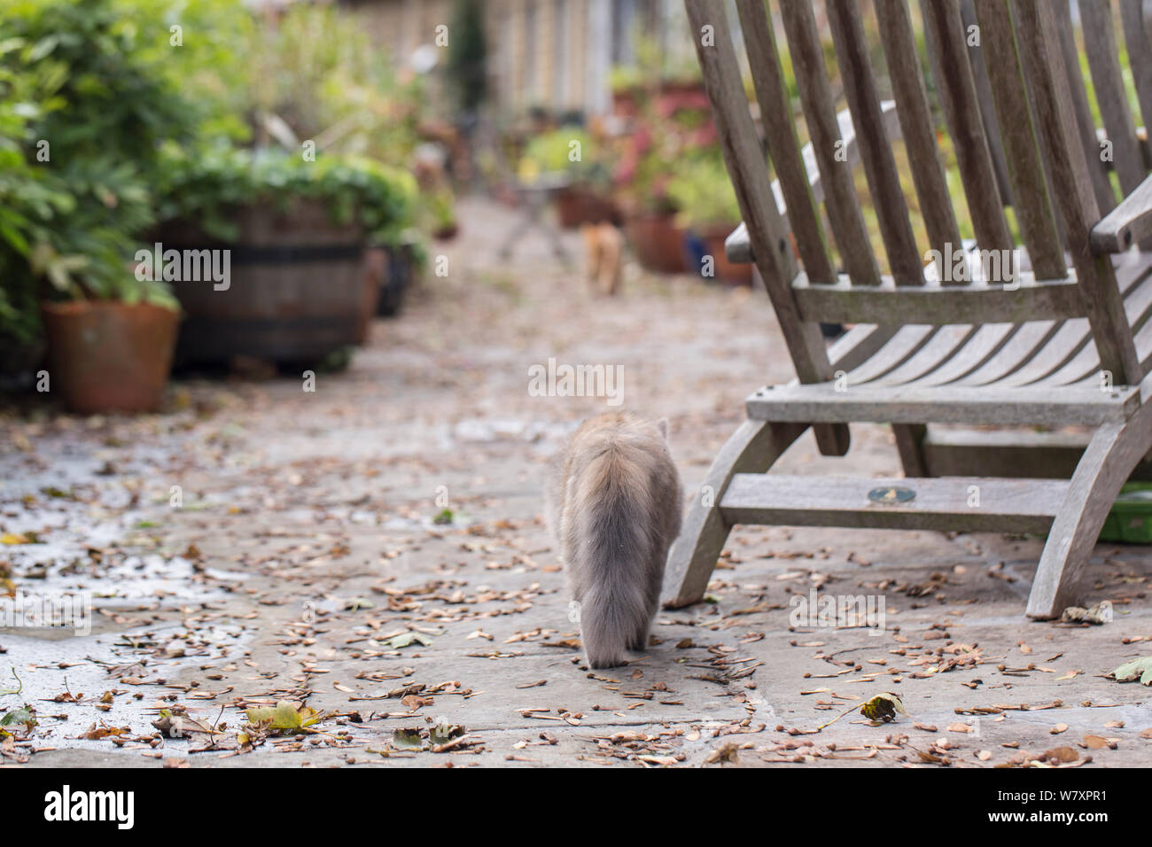 Siberian forest cat, (Felis catus), grey, ginger and white female kitten, age 7 months, walking