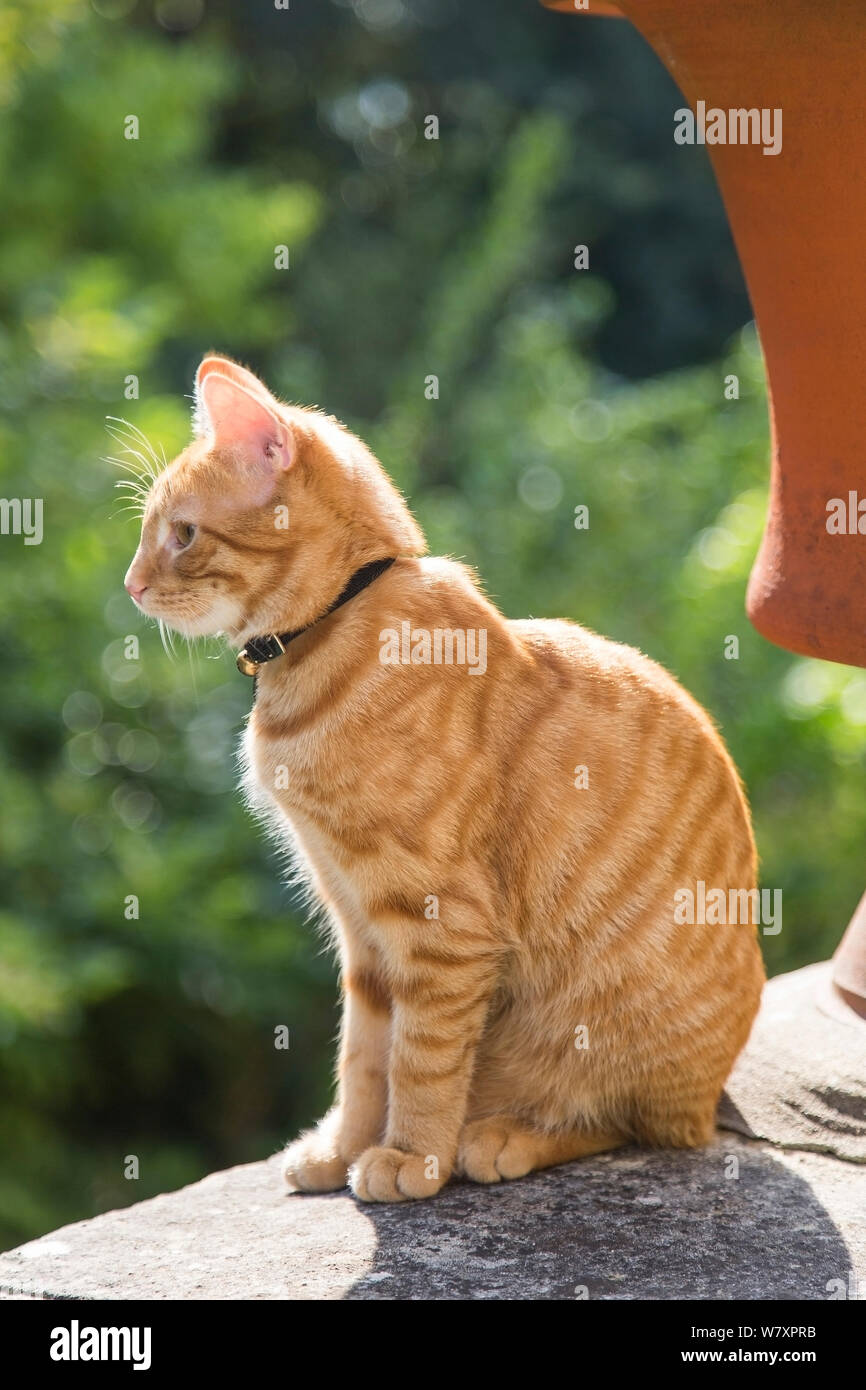 Domestic cat, (Felis catus), ginger male kitten age 7 8 months, sitting in garden, Clifton