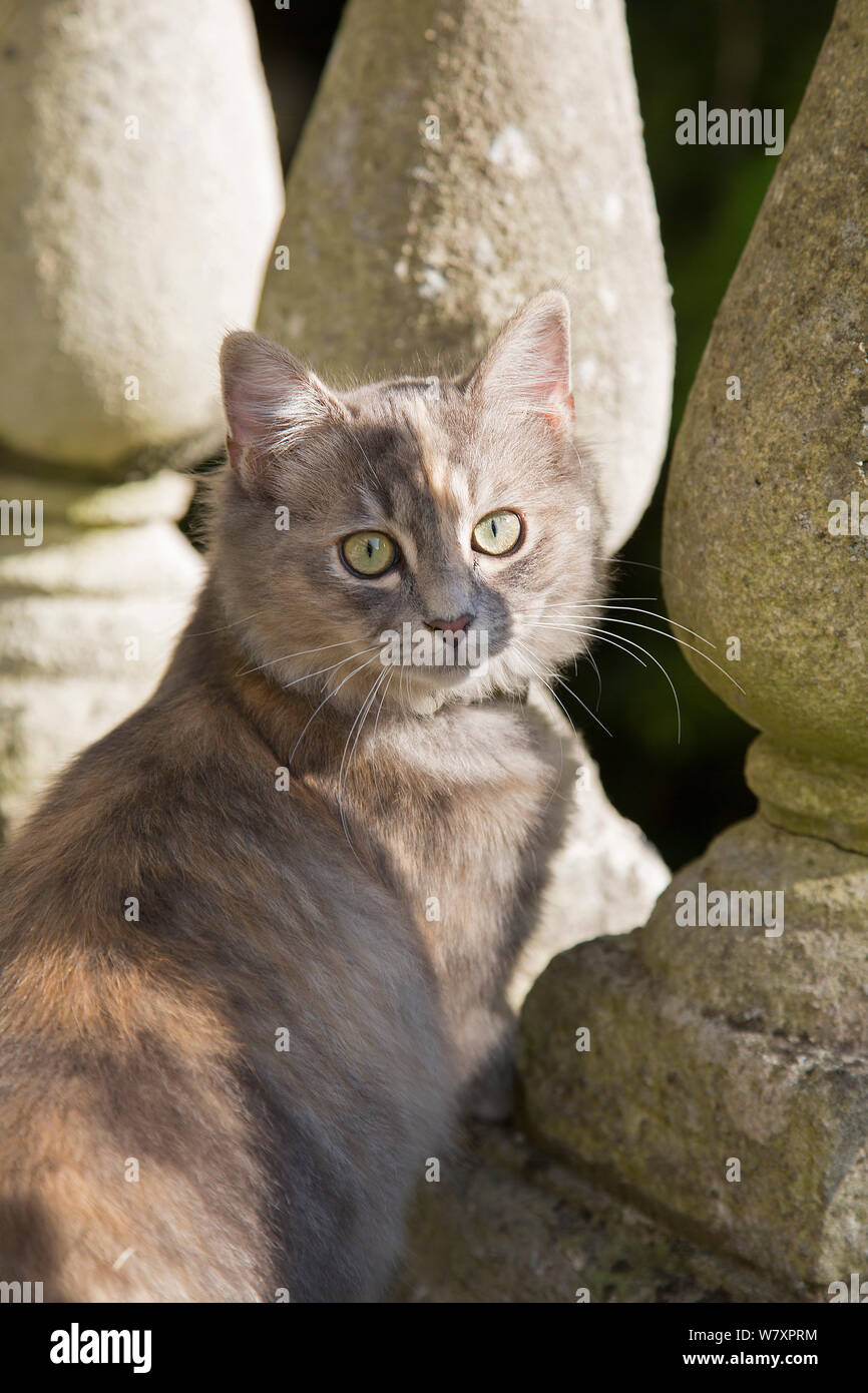 Siberian forest cat, (Felis catus), grey, ginger and white female kitten, age 7 months, in