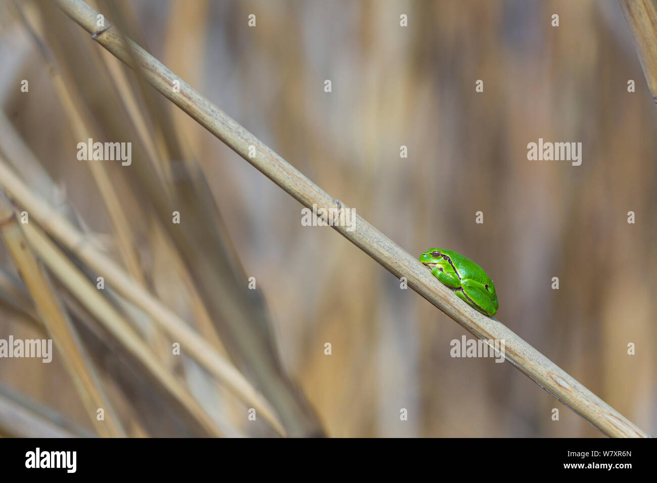European tree frog (Hyla arborea) on reed. Shumen, Bulgaria, April. Stock Photo