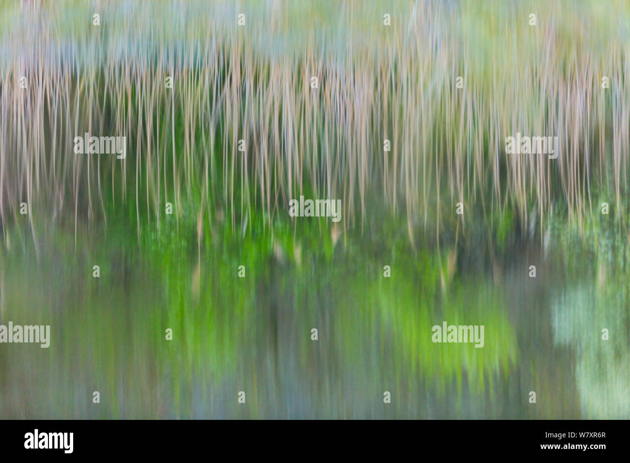 Reeds and trees reflected on surface of water in wetland, Shumen, Bulgaria, April. Stock Photo
