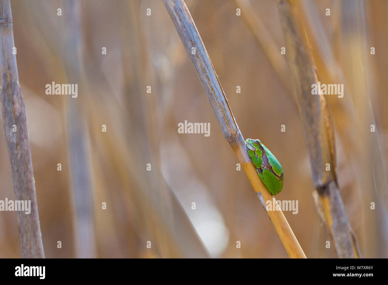 European tree frog (Hyla arborea) on reed. Shumen, Bulgaria, April. Stock Photo