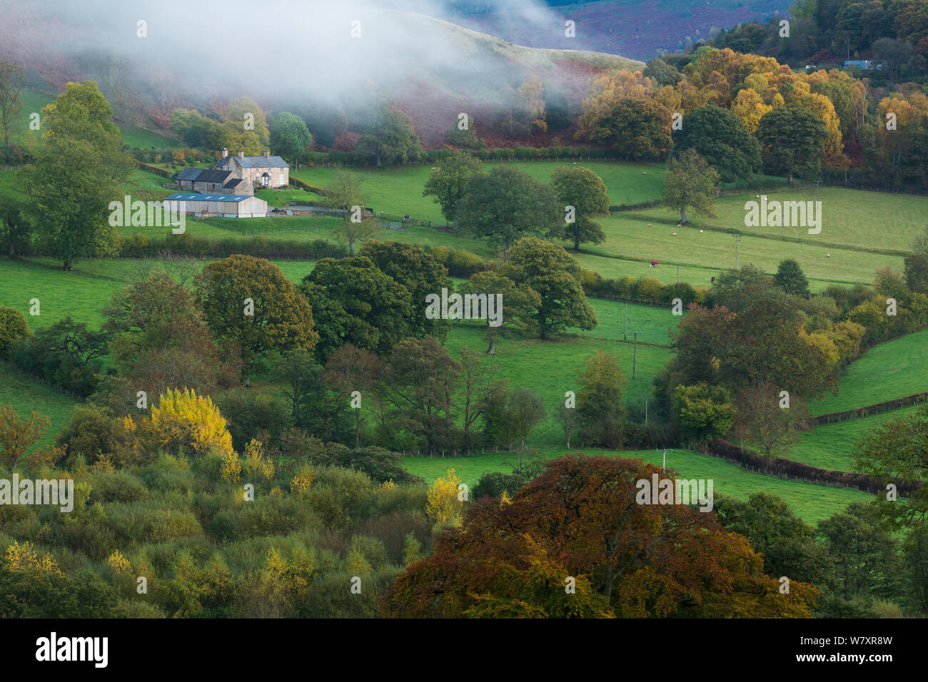 Autumn mist in Dee Valley (Dyffryn Dyfrdwy) near Llangollen, Denbighshire, Wales, UK, November 2013. Stock Photo