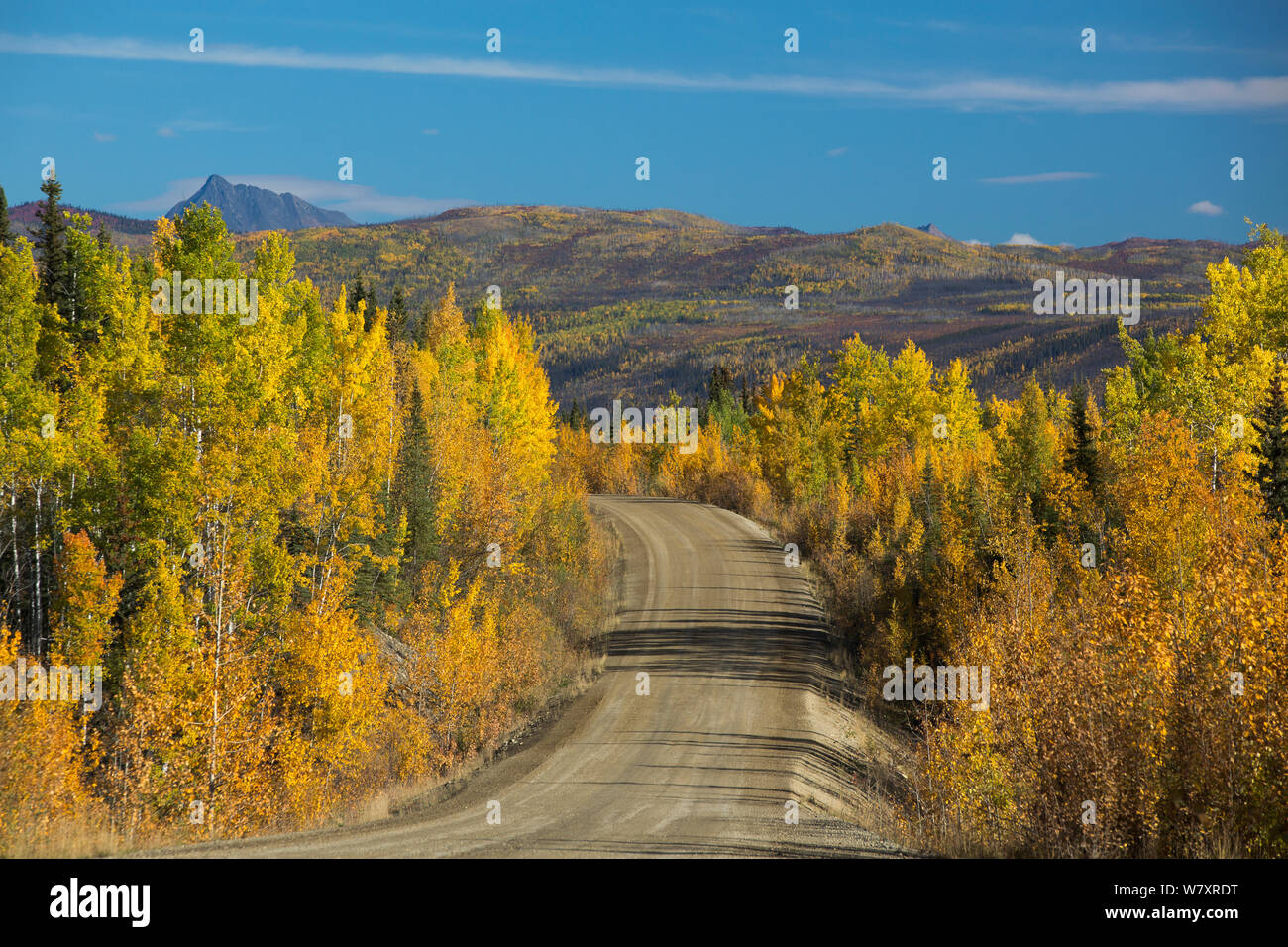 Autumnal Quaking aspen (Populus tremuloides)  trees lining the Dempster Highway, Yukon Territories, Canada, September 2013. Stock Photo