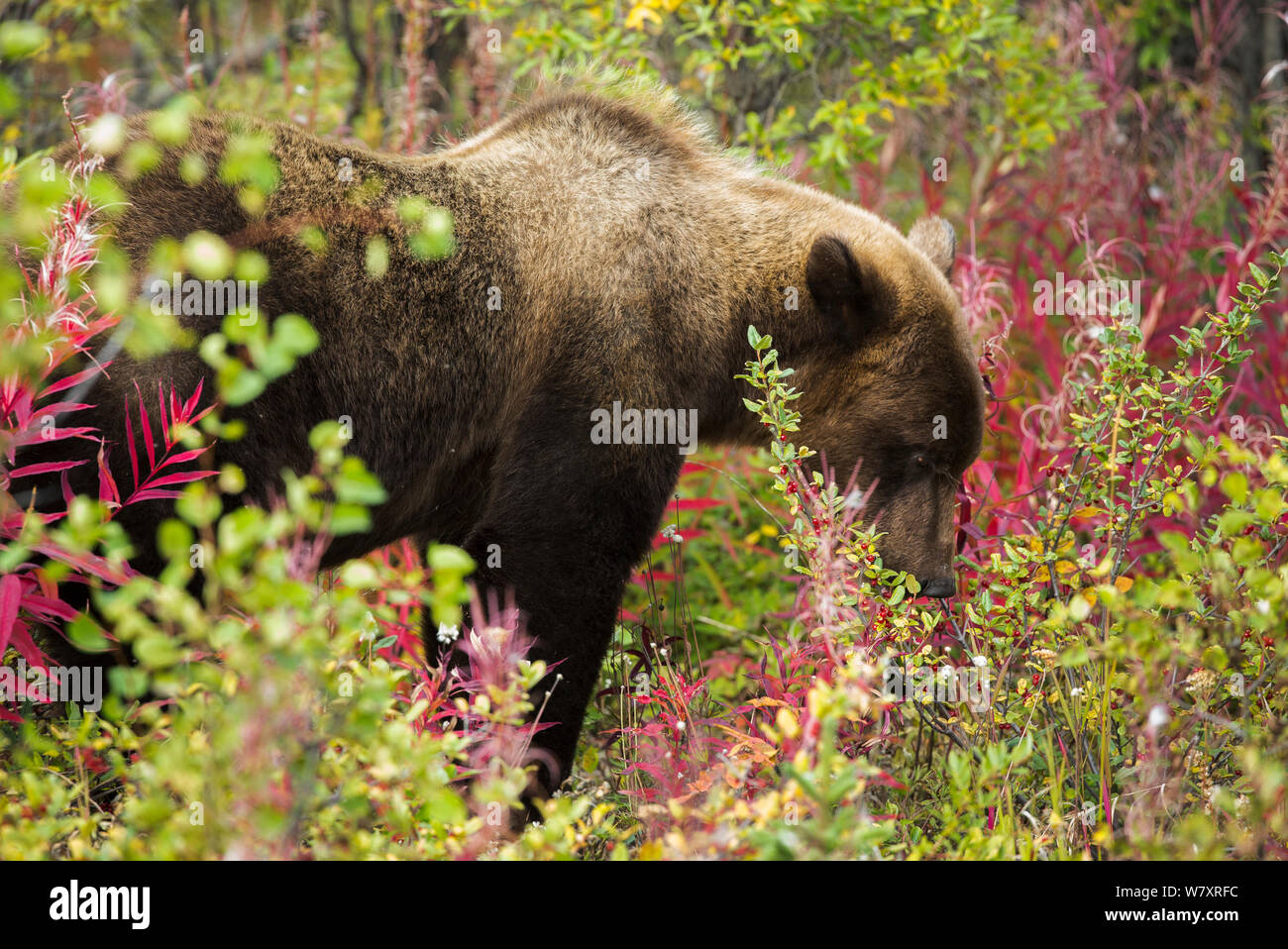 Juvenile Grizzly bear (Ursus arctos horribilis) foraging among fireweed, Kluane National Park, Yukon Territories, Canada, September. Stock Photo