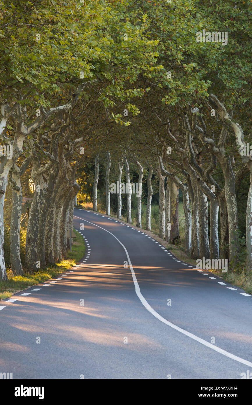 Avenue of Plane trees (Platanus) on a road near Soreze, Tarn, Languedoc, France, September 2012. Stock Photo