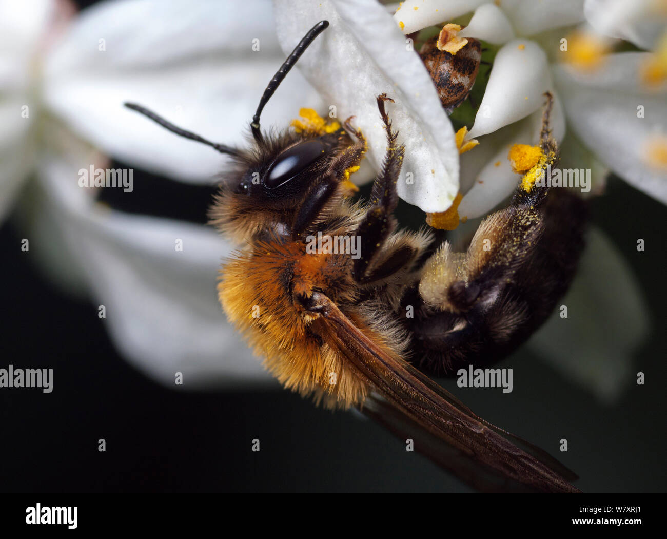 Mining bee (Andrena nitida) on flower, Bristol, England, UK, May. Stock Photo