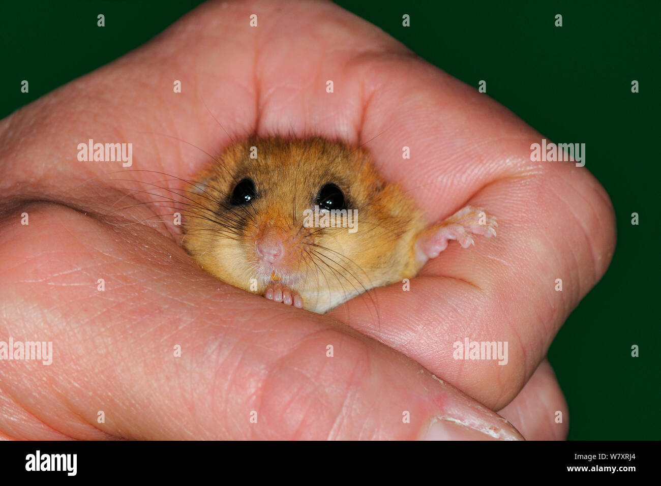 Hazel dormouse (Muscardinus avellanarius) held in the hand of Ian White, Dormouse officer for the People&#39;s Trust for Endangered species, Nottinghamshire, UK, June. Model released. Stock Photo