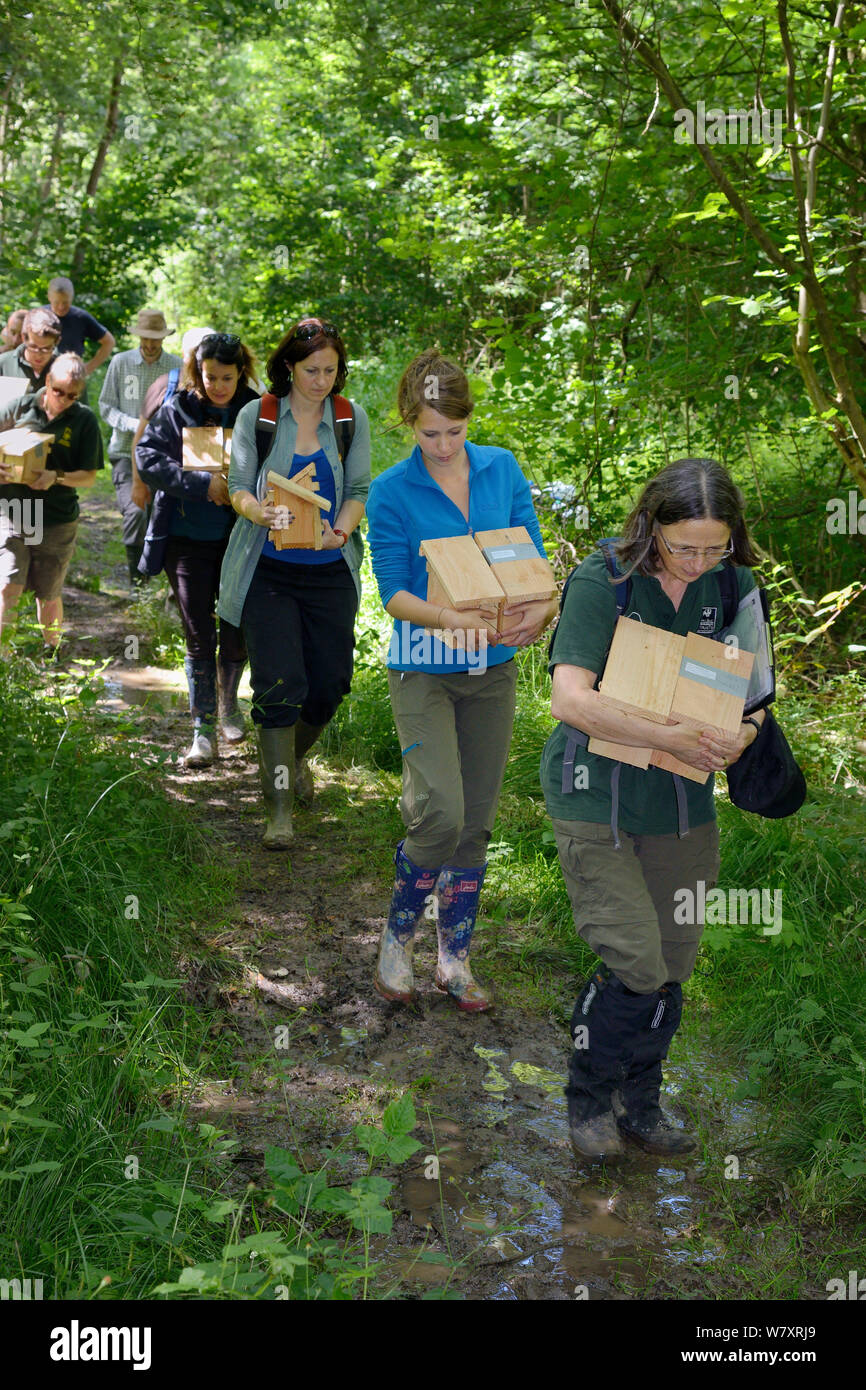 Wildlife trust staff and volunteers carrying nest boxes containing pairs of Hazel dormice (Muscardinus avellanarius) and empty boxes into the woods to place them inside &#39;soft release&#39; cages attached to trees in coppiced ancient woodland, Nottinghamshire, UK, June. Model released. Stock Photo