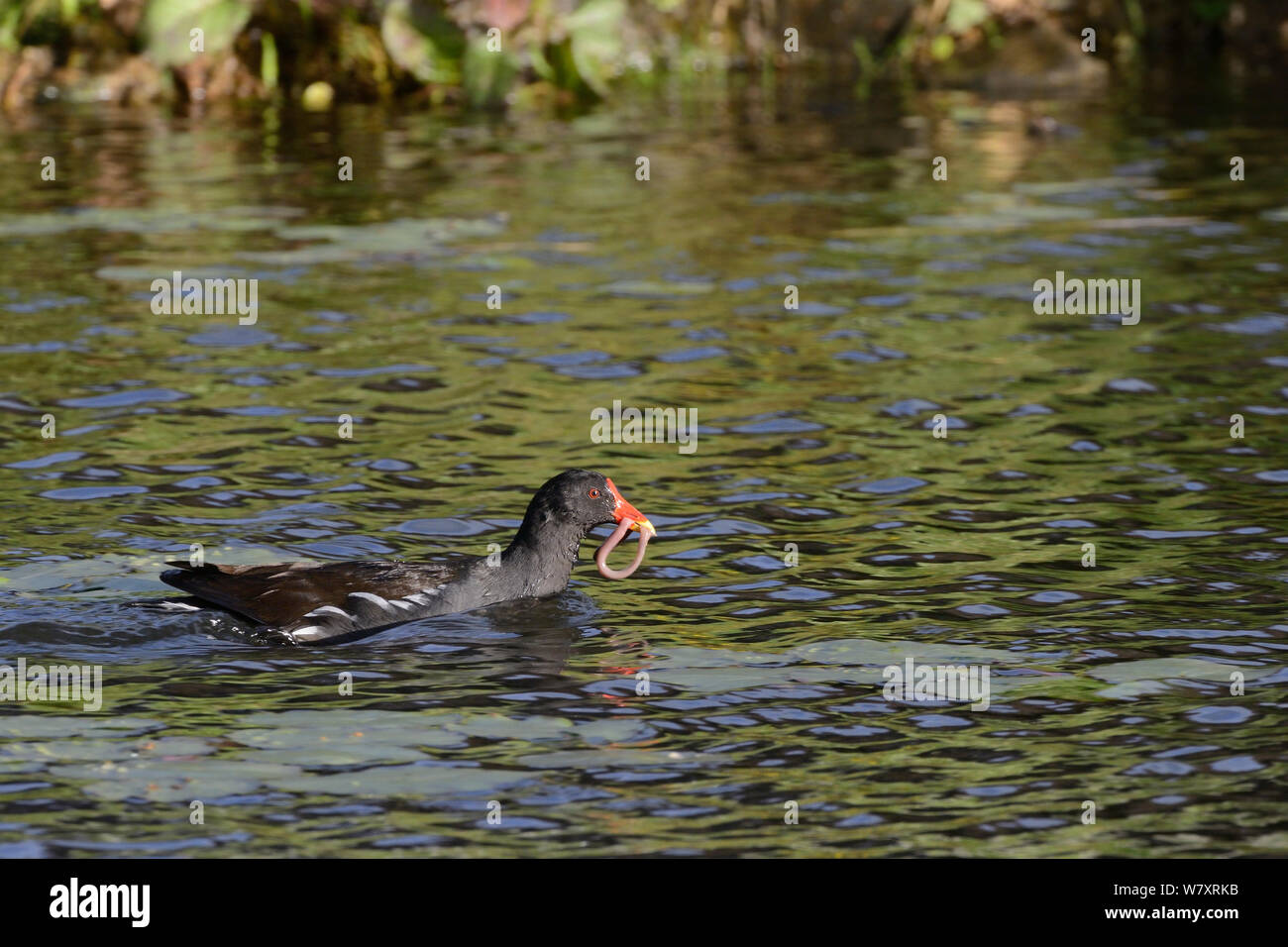 Moorhen (Gallinula chloropus) swimming with an Earthworm (Lubricus terrestris) in its beak to feed its chicks with, Cornwall, UK, May. Stock Photo