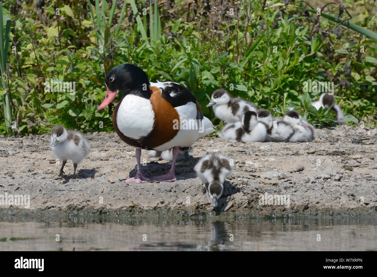 Two Shelduck ducklings (Tadorna tadorna) approaching the shore of a lake to drink as their mother watches, and their siblings rest in a huddle, Gloucestershire, UK, May. Stock Photo