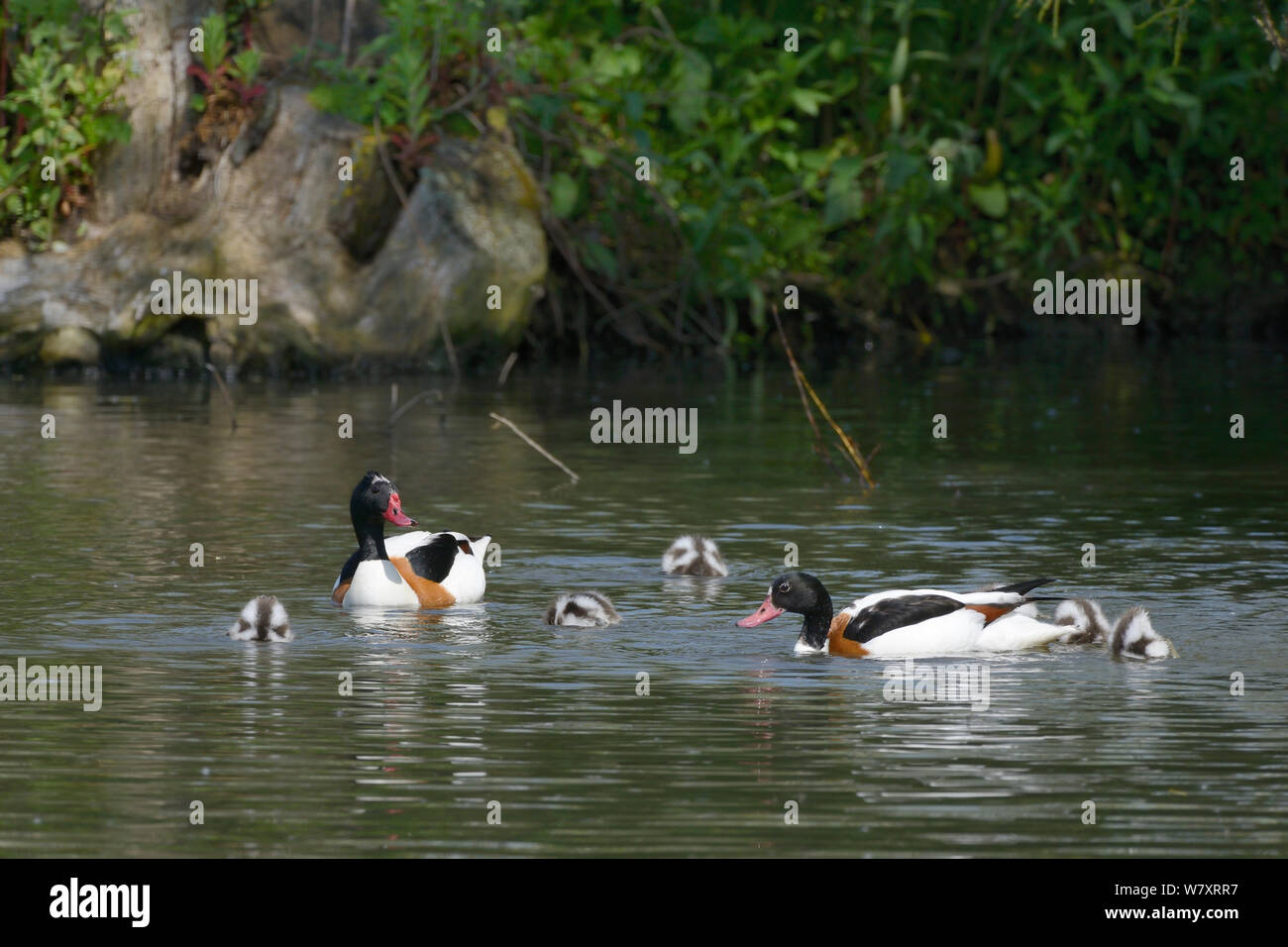 Shelduck pair (Tadorna tadorna) swimming with their brood of dabbling ducklings on a lake, Gloucestershire, UK, May. Stock Photo