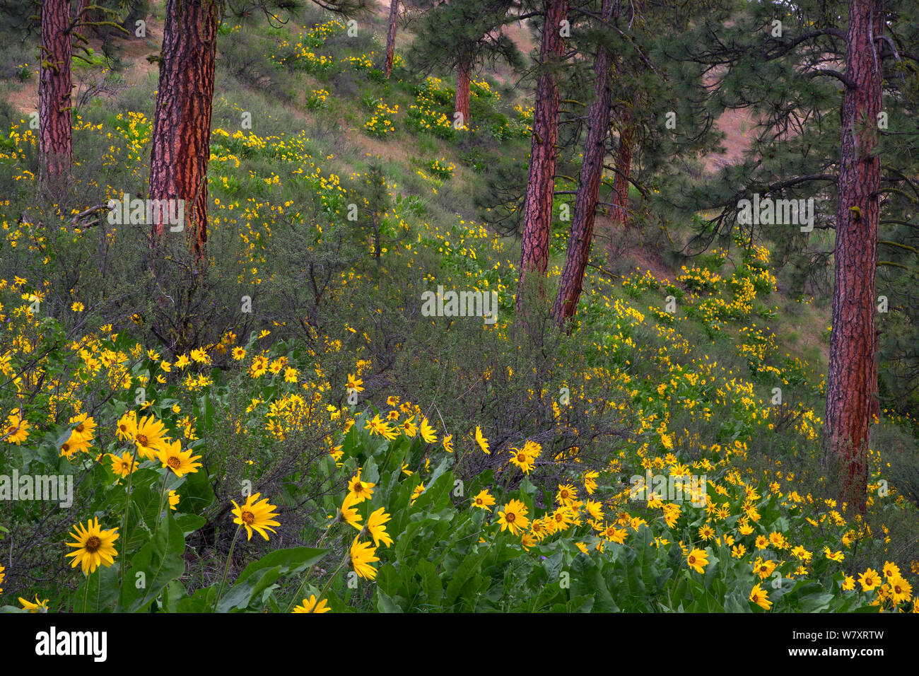 Blackjack pine tree hires stock photography and images Alamy