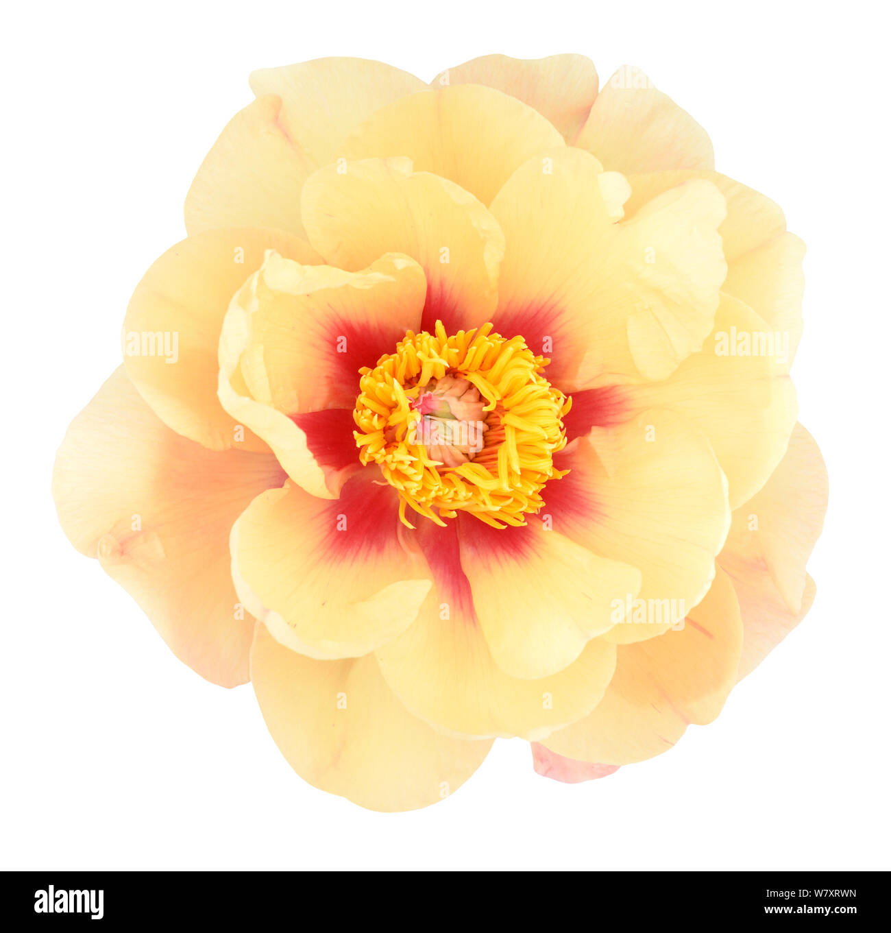 beautiful yellow peony isolated on white background Stock Photo - Alamy