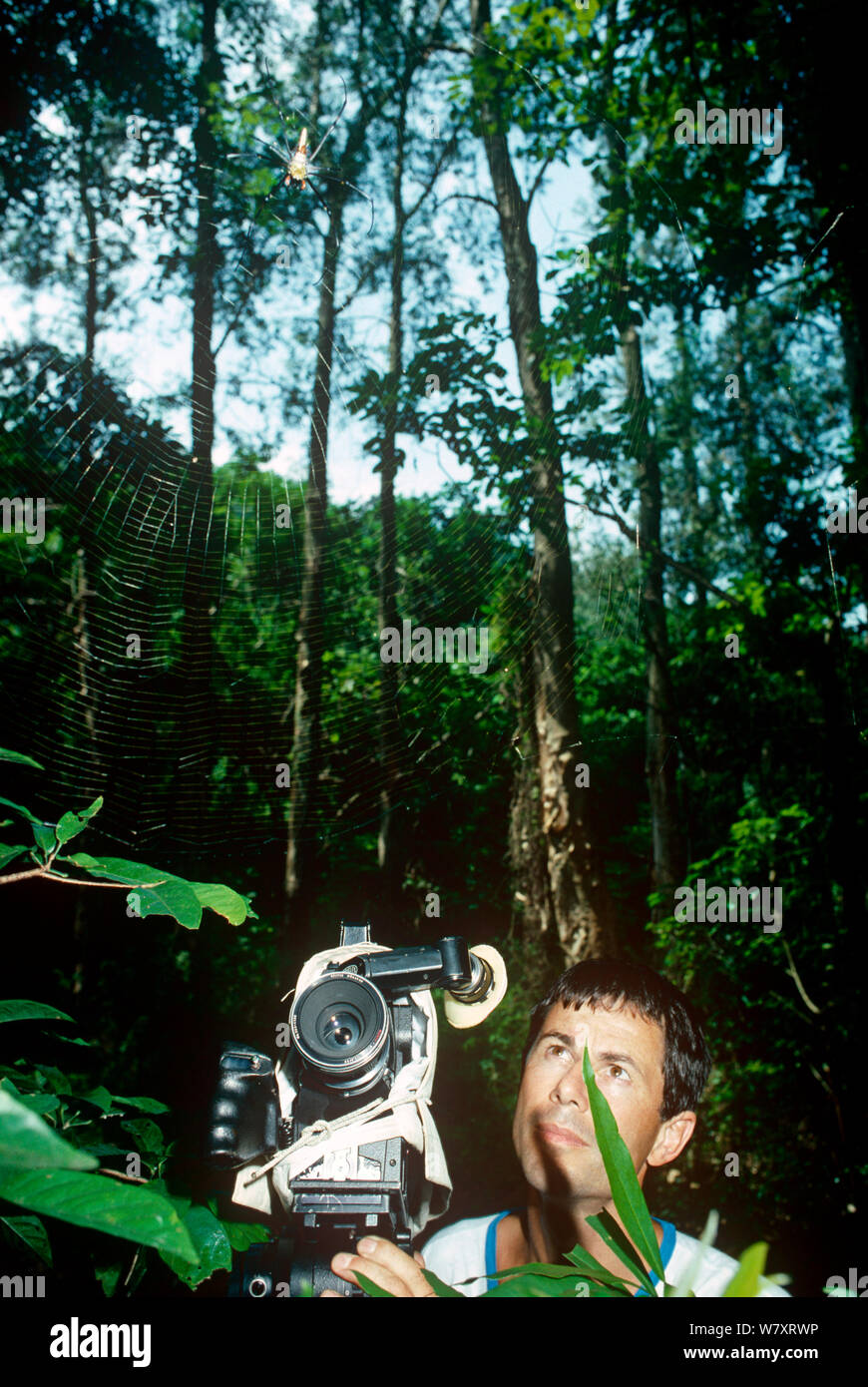 Cameraman Michael Pitts filming a Wood Spider (Nephila sp) and web at Tai Po Kau Nature Reserve, New Territories, Hong Kong. Summer 1988. Stock Photo
