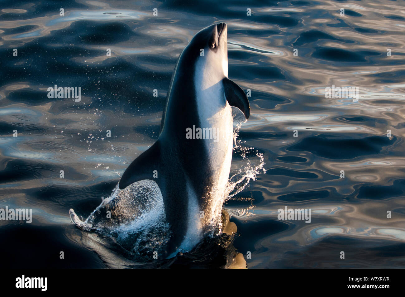 Commersons dolphin (Cephalorhynchus commersonii) leaping in Southern Ocean, East Falklands. March. Stock Photo