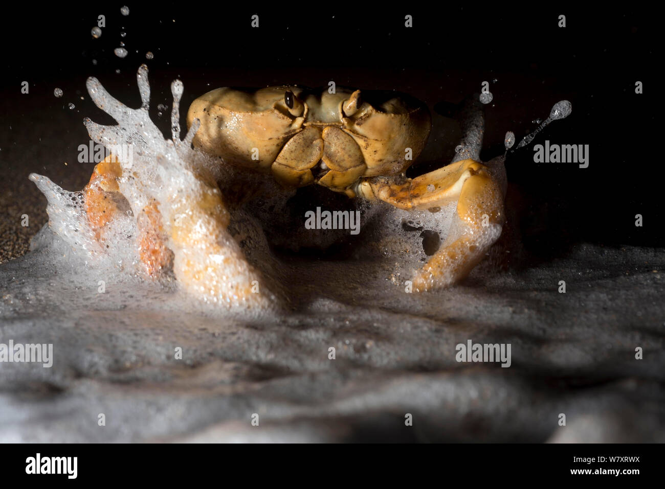 Land Crab (Johngarthia lagostoma) female spawning on surf line at night, North East Bay, Ascension Island. March. Stock Photo