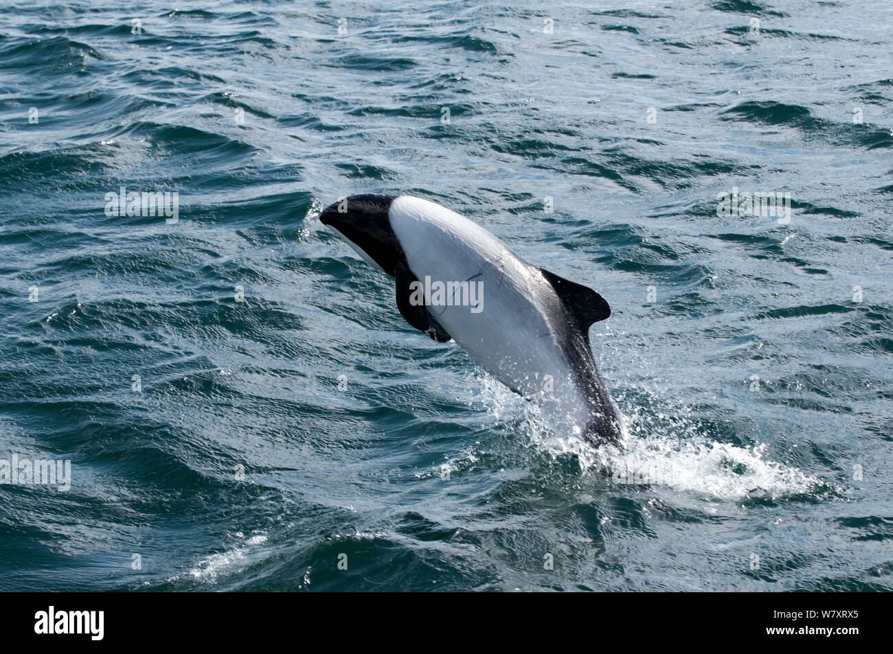 Commerson&#39;s dolphin (Cephalorhynchus commersonii) jumping off the North coast of Saunders Island, West Falklands, Southern Ocean. March 2014. Stock Photo