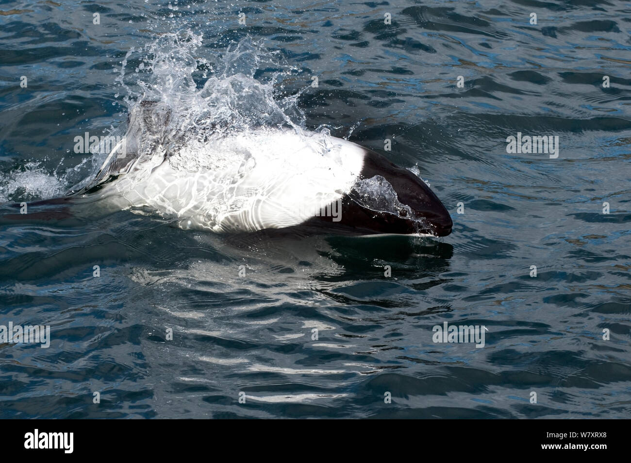 Commerson&#39;s dolphin (Cephalorhynchus commersonii) breaching off the North coast of Saunders Island, West Falklands, Southern Ocean. March 2014. Stock Photo