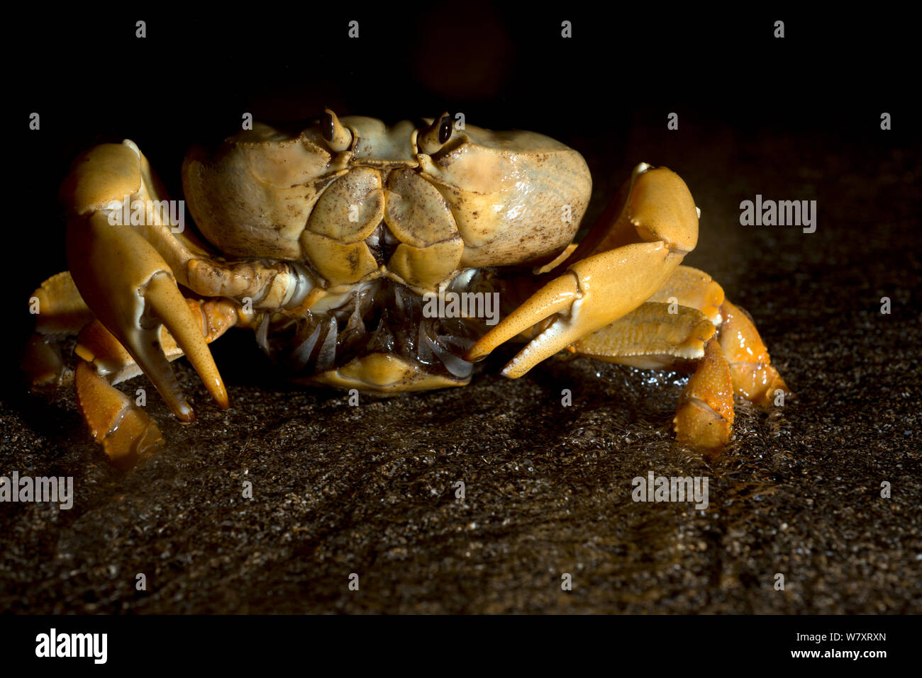 Land Crab (Johngarthia lagostoma) female spawning on surf line at night, North East Bay, Ascension Island. March. Stock Photo