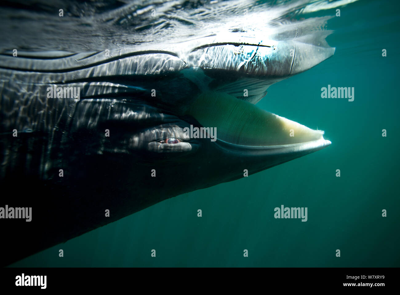 Dead minke whale (Balaenoptera acutorostrata) juvenile at the surface of the sea, Isle of Man, UK. July. Note the white baleen its mouth. Stock Photo