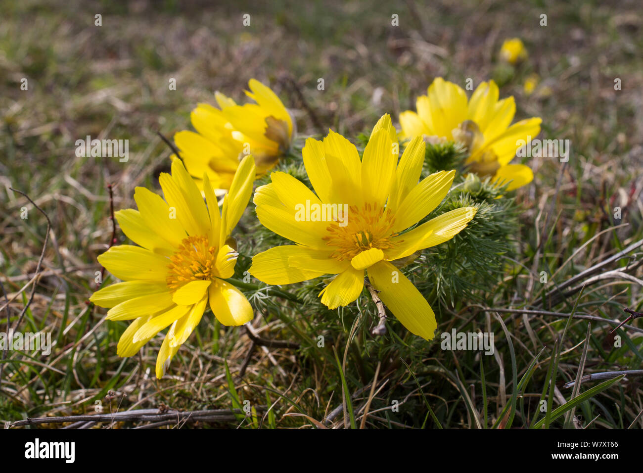 Spring Adonis / Pheasant&#39;s Eye (Adonis vernalis), Heeseberg, Saxony-Anhalt, Germany, March 2014. Stock Photo