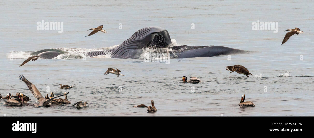 Blue whale (Balaenoptera musculus) feeding by surface skimming with mouth agape, brown pelicans (Pelecanus occidentalis) joining the frenzy, CONANP protected area, Baja Sur, Sea of Cortez, Mexico. February. Stock Photo