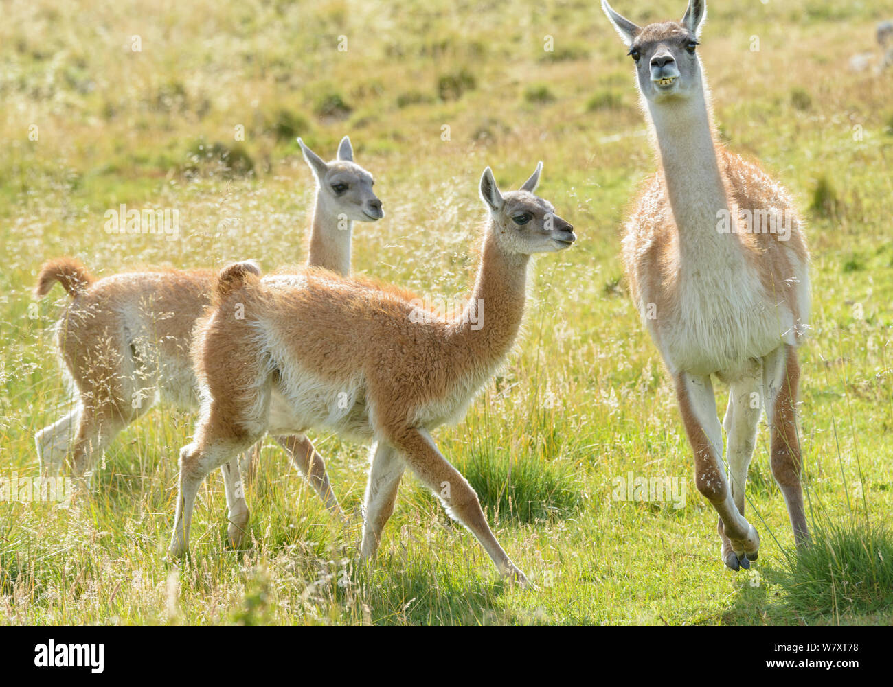 Guanaco (Lama guanicoe) adult and two juveniles running in grassland, Torres del Paine National Park, Chile. March. Stock Photo