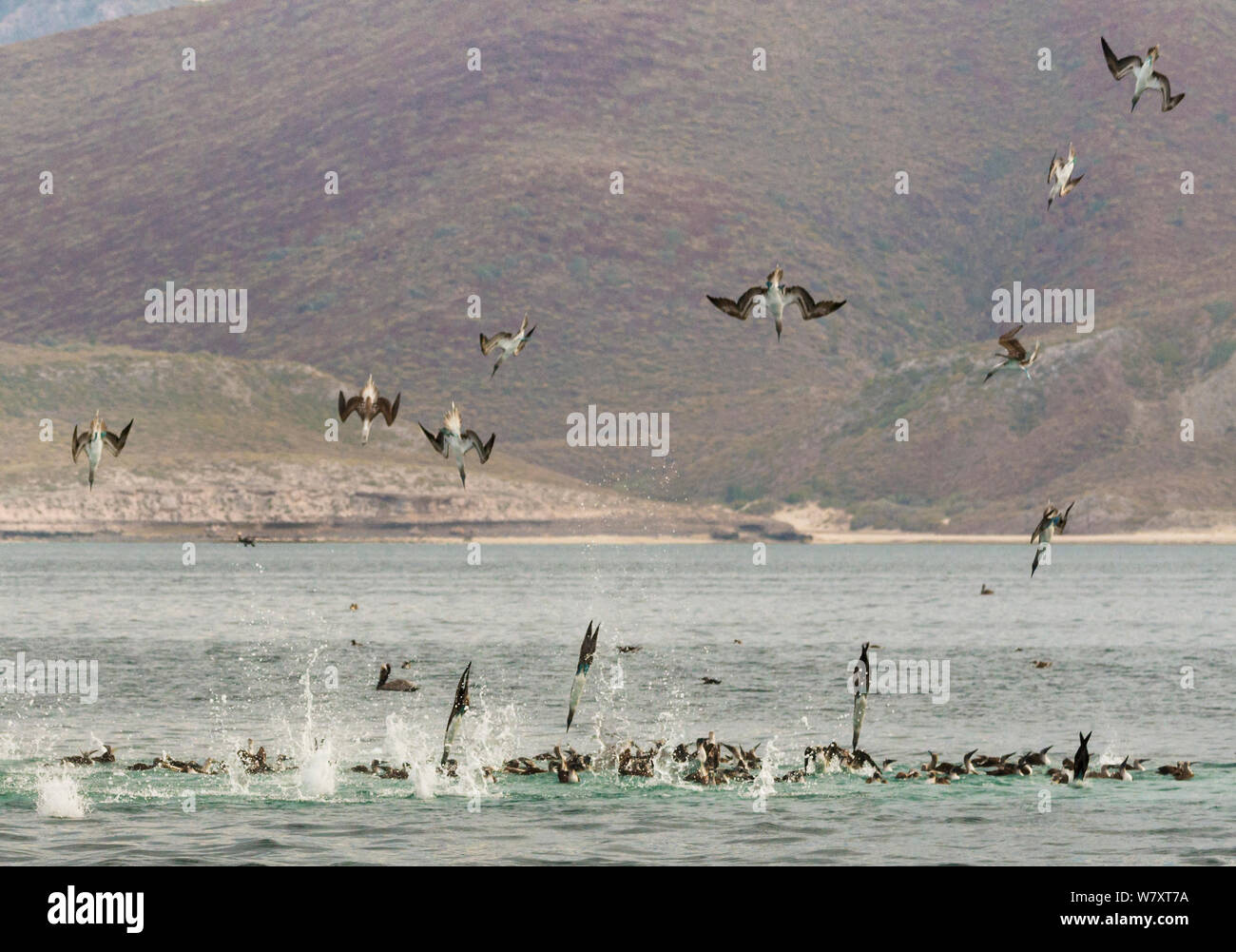 Feeding frenzy with blue footed boobies (Sula nebouxii), brown pelicans (Pelecanus occidentalis) and gulls diving and scooping into a mass of krill and sardines, CONANP protected area, Baja Sur, Sea of Cortez, Mexico. February. Stock Photo