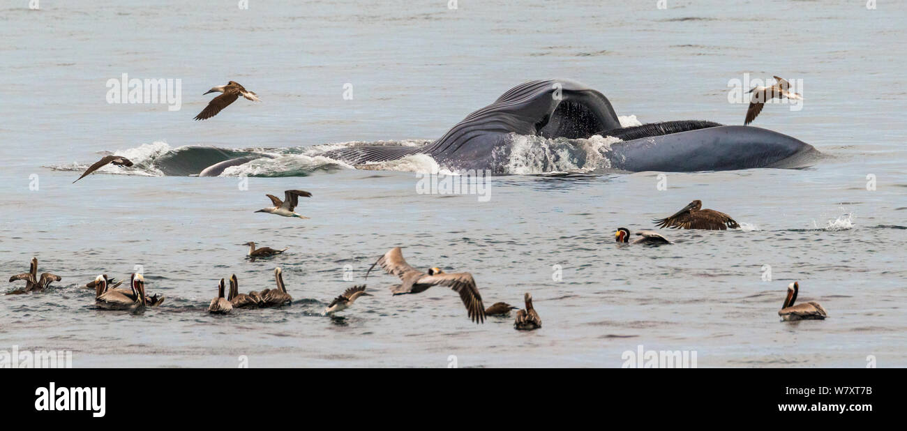 Blue whale (Balaenoptera musculus) feeding by surface skimming with mouth agape, brown pelicans (Pelecanus occidentalis) joining the frenzy, CONANP protected area, Baja Sur, Sea of Cortez, Mexico. February. Stock Photo