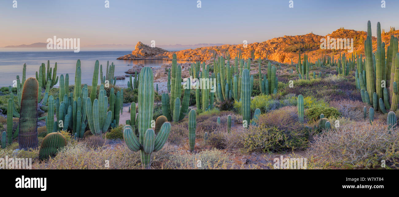 Cardon cactus (Pachycereus pringlei) and Biznaga/Barrel cactus (Ferocactus diguetii),growing at the edge of the sea, CONANP protected area.Catalina Island, Sea of Cortez, Baja Sur, Mexico. February 2014. Stock Photo