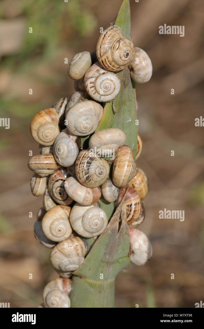 Group of Sandhill snails (Theba pisana), Estremadura, Portugal, September. Stock Photo