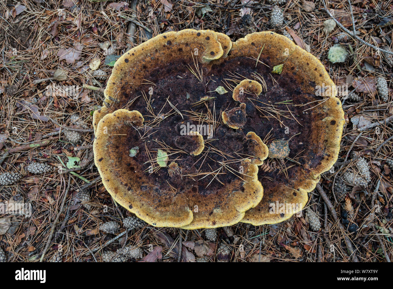 Dyer&#39;s Mazegill Fungus (Phaeolus schweinitzii) growing on root of Scots Pine tree. Surrey, UK, October. Stock Photo