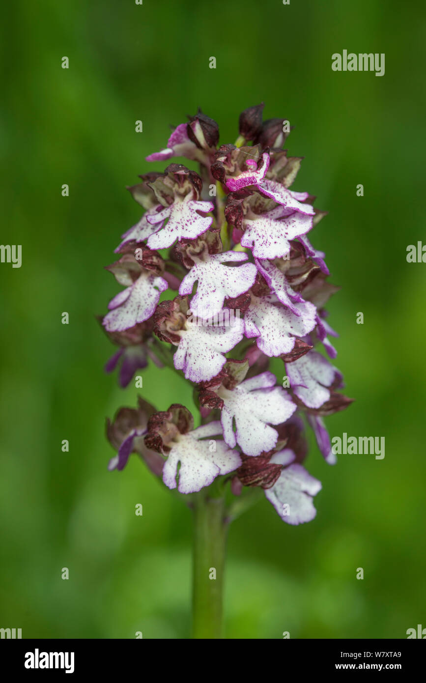 Lady Orchid (Orchis purpurea), Provence, in flower, France, May. Stock Photo
