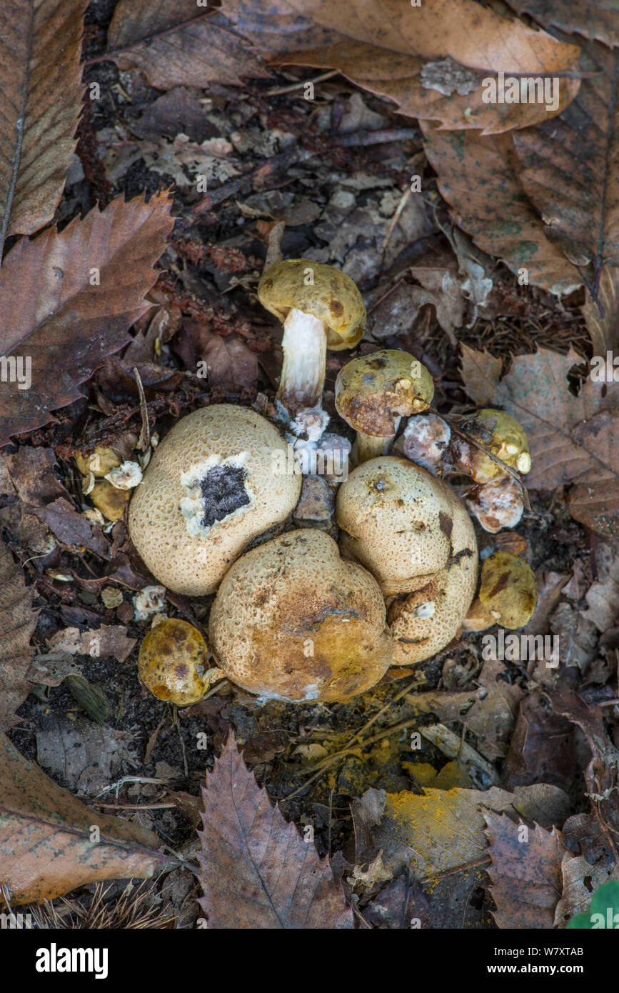 Parasitic Bolete (Pseudoboletus parasiticus) growing on Common Earthball (Scleroderma citrinum) Surrey, UK, September. Stock Photo