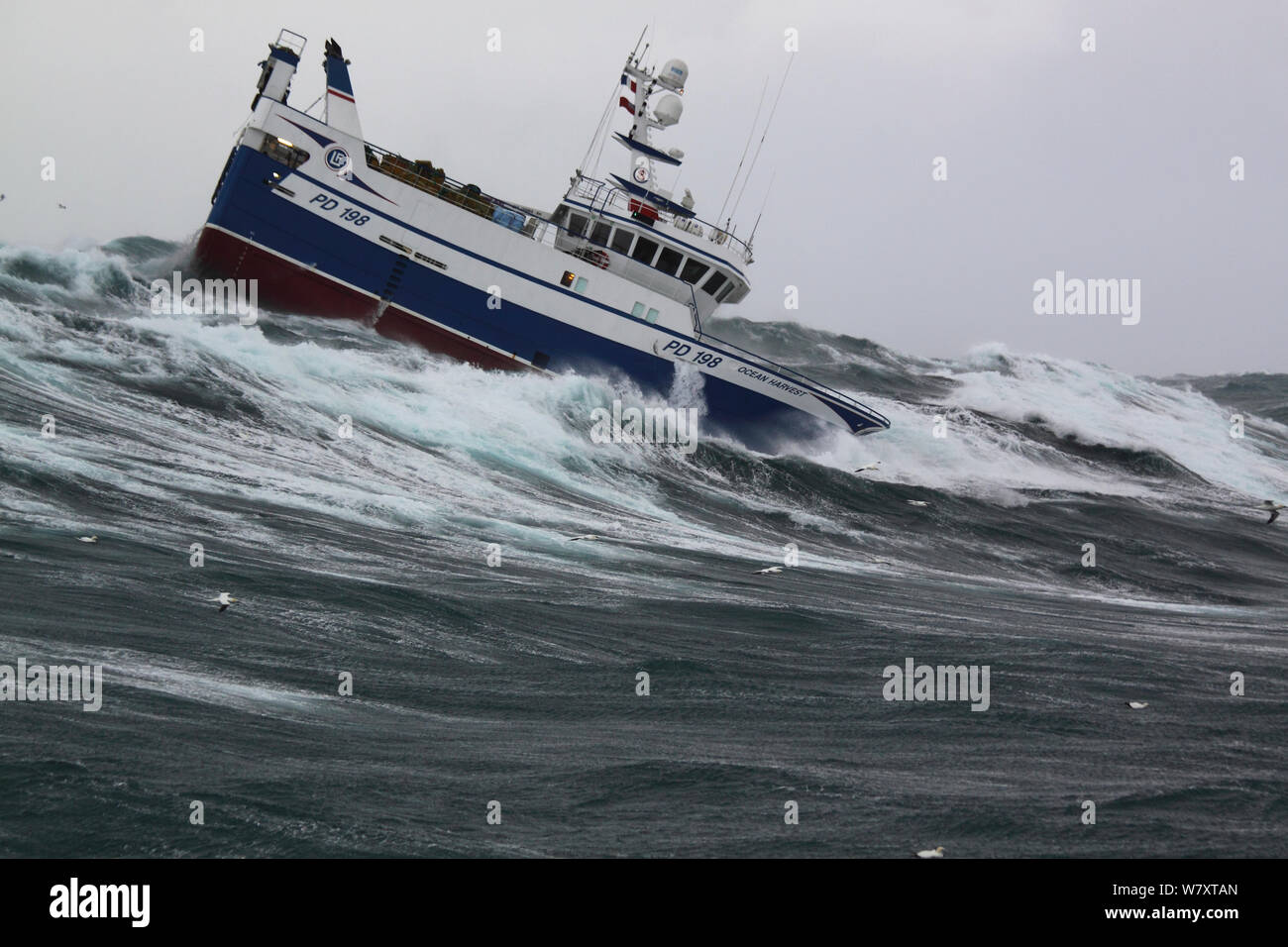 Fishing vessel &#39;Ocean Harvest&#39; riding out stormy weather on the North Sea, January 2014. All non-editorial uses must be cleared individually. Stock Photo