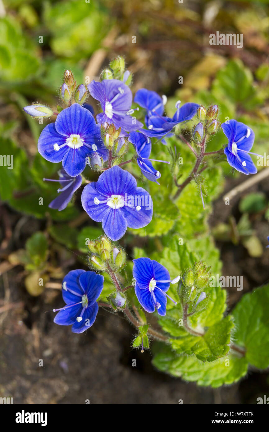 germander-speedwell-veronica-chamaedrys-brockley-cemetery-lewisham